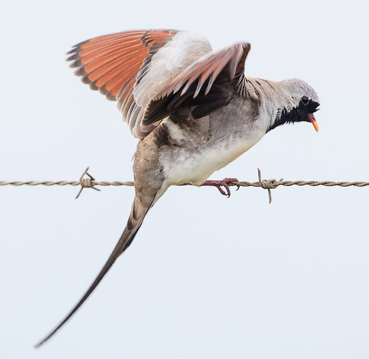 Namaqua Dove